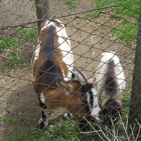 La Fattoria La Cacciata Орвието Экстерьер фото