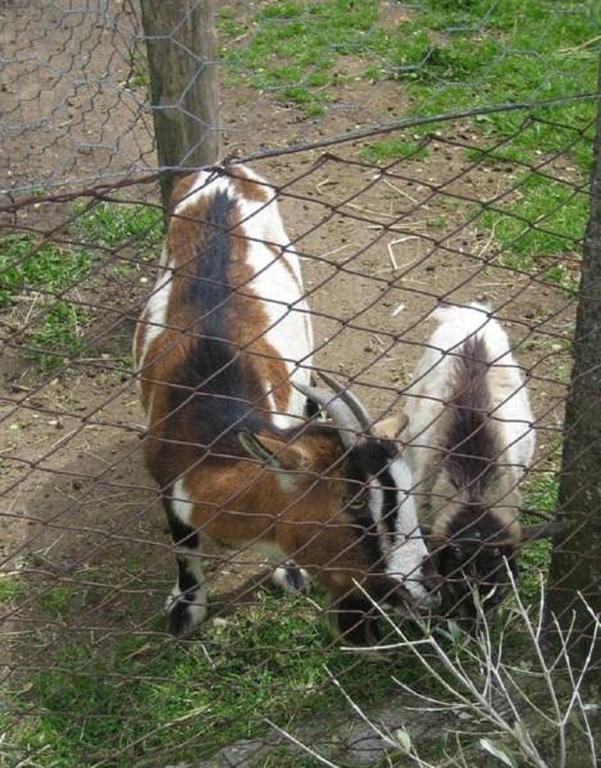 La Fattoria La Cacciata Орвието Экстерьер фото